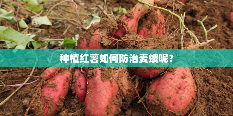 种植红薯如何防治麦蛾呢？