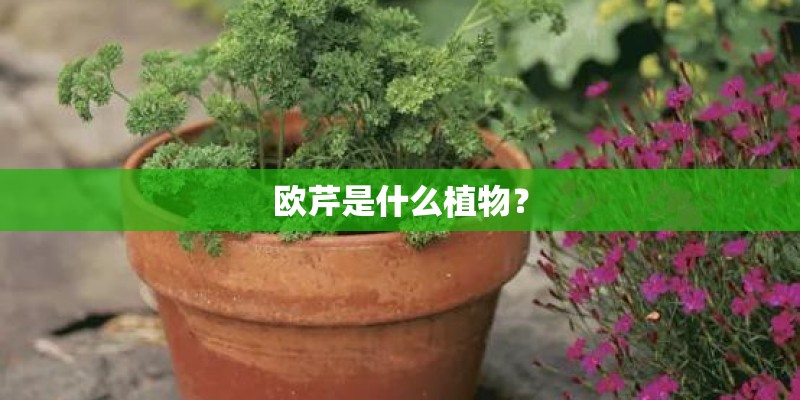 欧芹是什么植物？