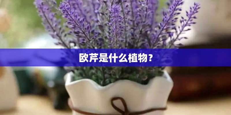 欧芹是什么植物？