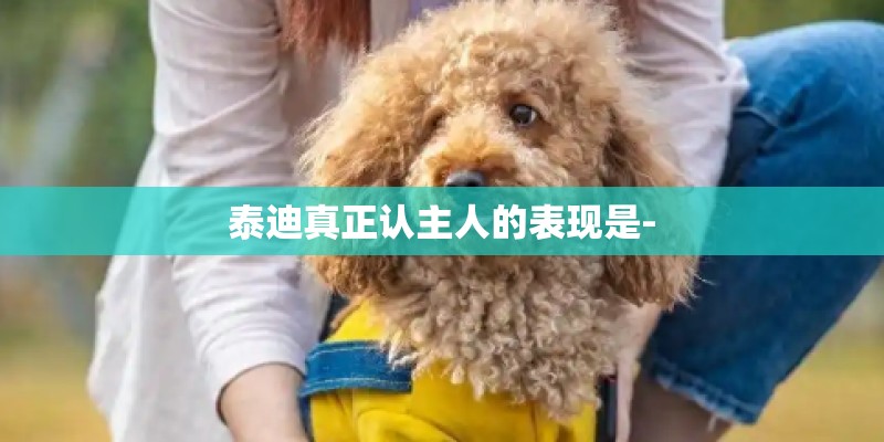 泰迪真正认主人的表现是-