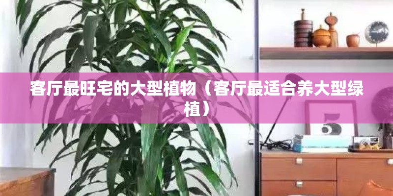 客厅最旺宅的大型植物（客厅最适合养大型绿植）