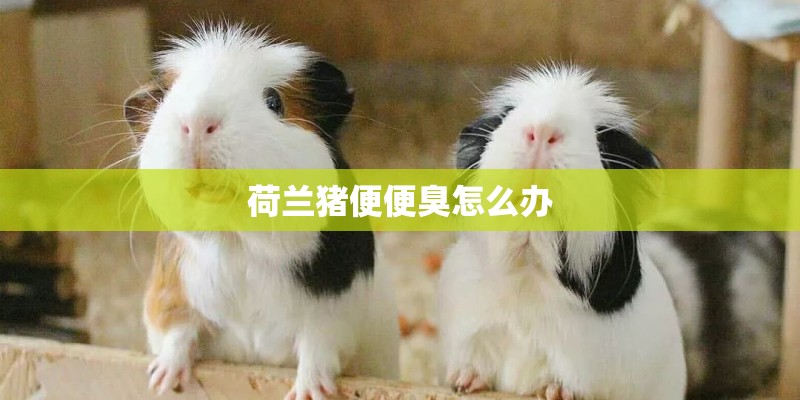 荷兰猪便便臭怎么办