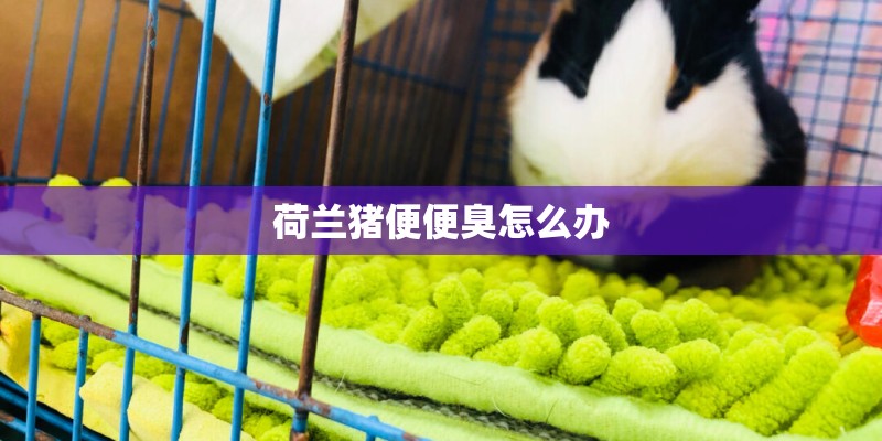 荷兰猪便便臭怎么办