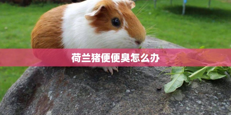 荷兰猪便便臭怎么办