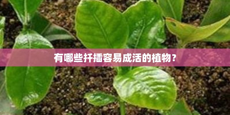有哪些扦插容易成活的植物？