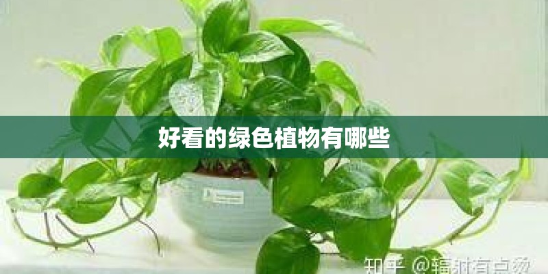好看的绿色植物有哪些