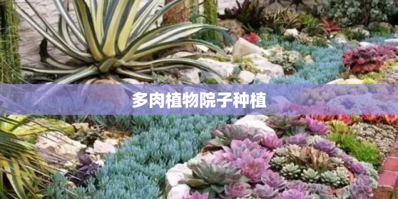多肉植物院子种植