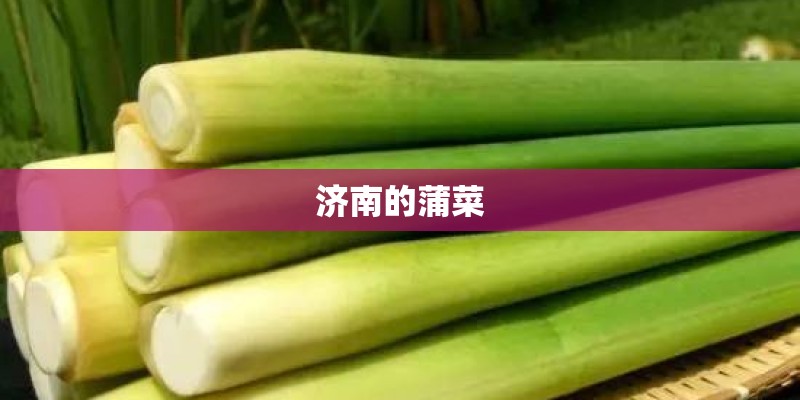 济南的蒲菜