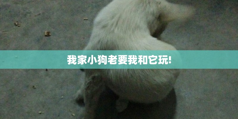 我家小狗老要我和它玩!
