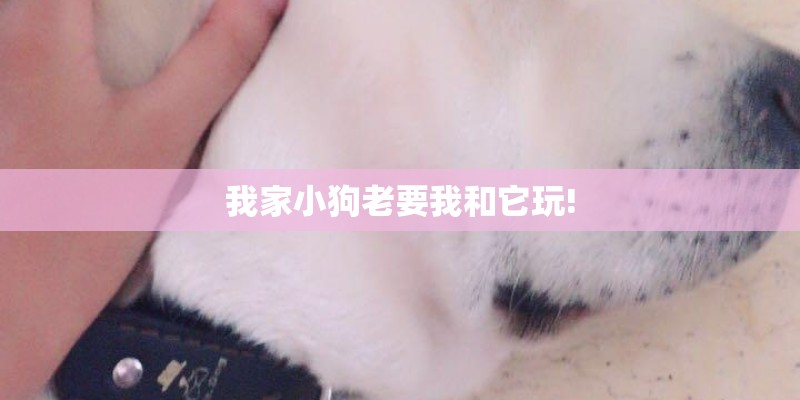 我家小狗老要我和它玩!