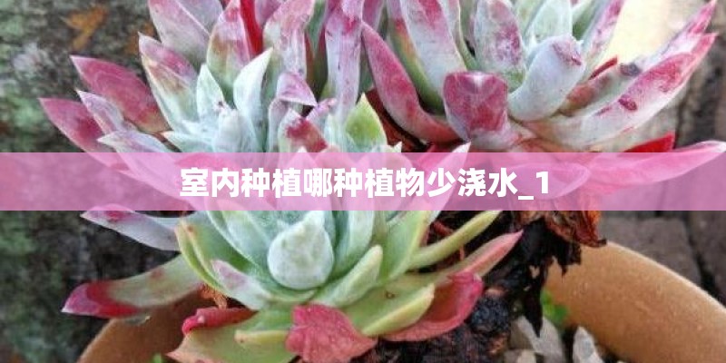 室内种植哪种植物少浇水_1