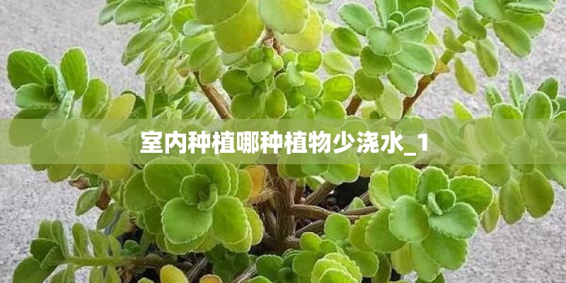 室内种植哪种植物少浇水_1