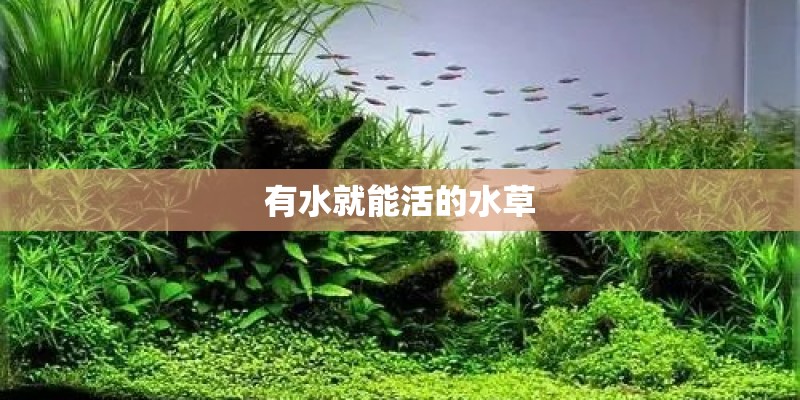 有水就能活的水草