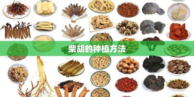 柴胡的种植方法
