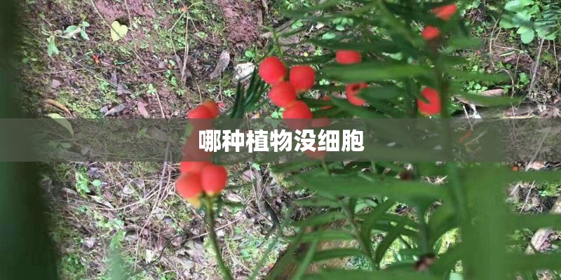 哪种植物没细胞