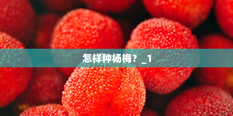 怎样种杨梅？_1