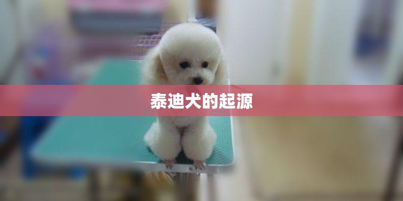 泰迪犬的起源