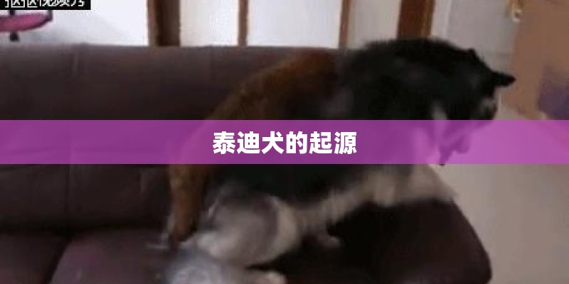 泰迪犬的起源