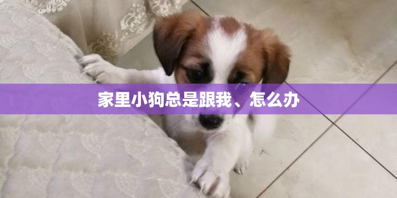 家里小狗总是跟我、怎么办