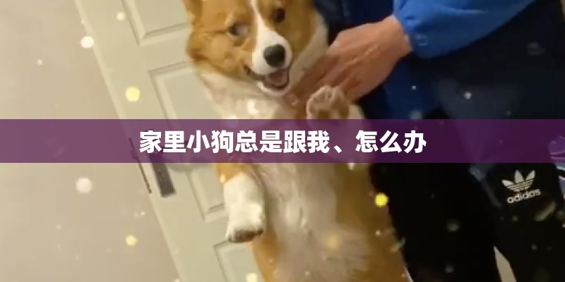 家里小狗总是跟我、怎么办