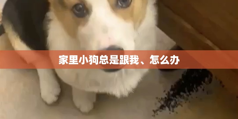 家里小狗总是跟我、怎么办