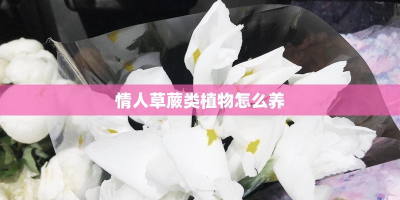情人草蕨类植物怎么养