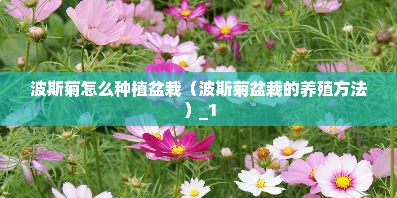 波斯菊怎么种植盆栽（波斯菊盆栽的养殖方法）_1