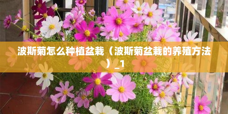 波斯菊怎么种植盆栽（波斯菊盆栽的养殖方法）_1