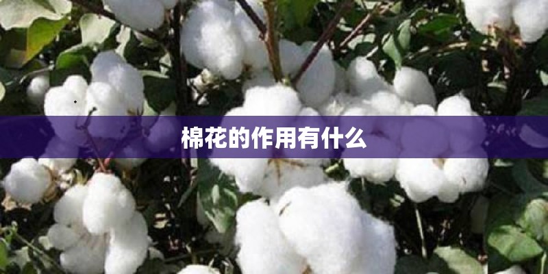 棉花的作用有什么