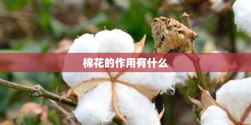棉花的作用有什么