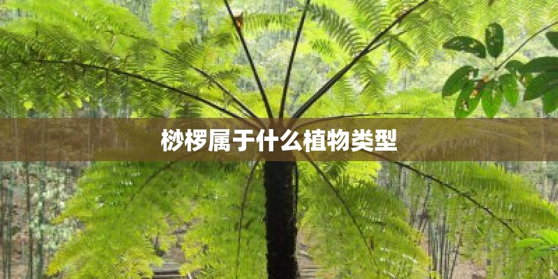桫椤属于什么植物类型