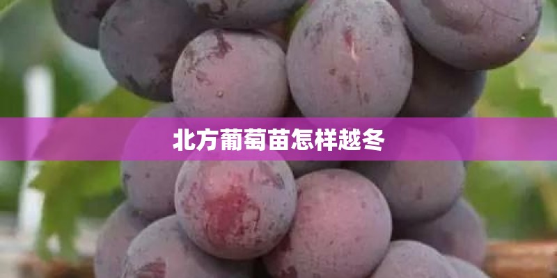 北方葡萄苗怎样越冬