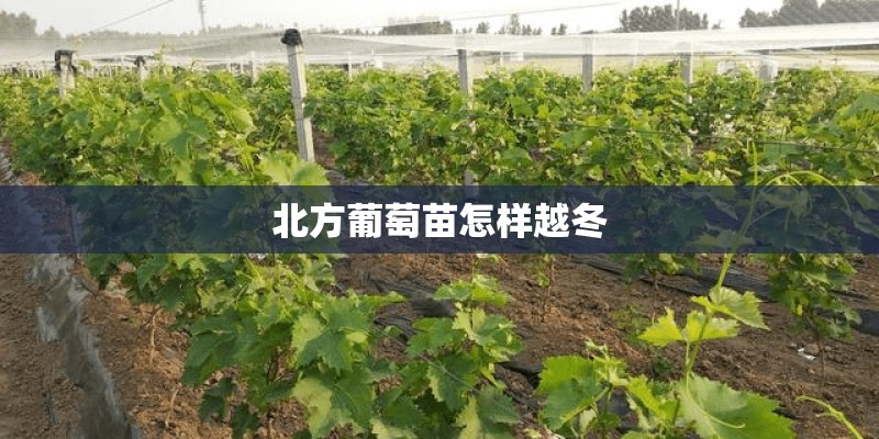 北方葡萄苗怎样越冬