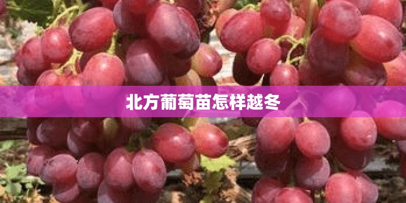 北方葡萄苗怎样越冬