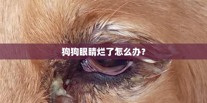 狗狗眼睛烂了怎么办？
