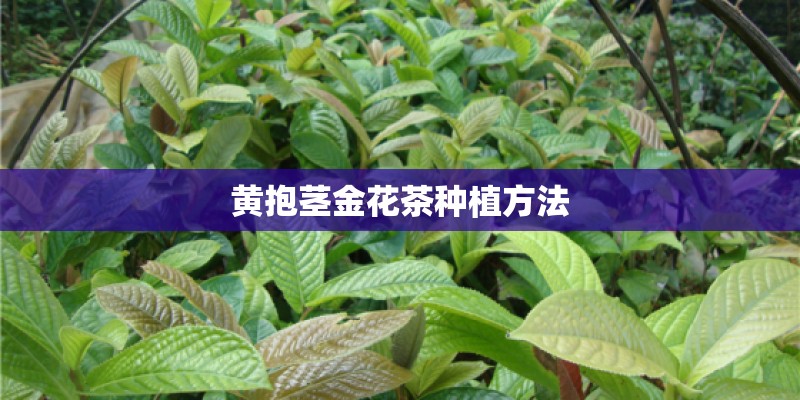 黄抱茎金花茶种植方法