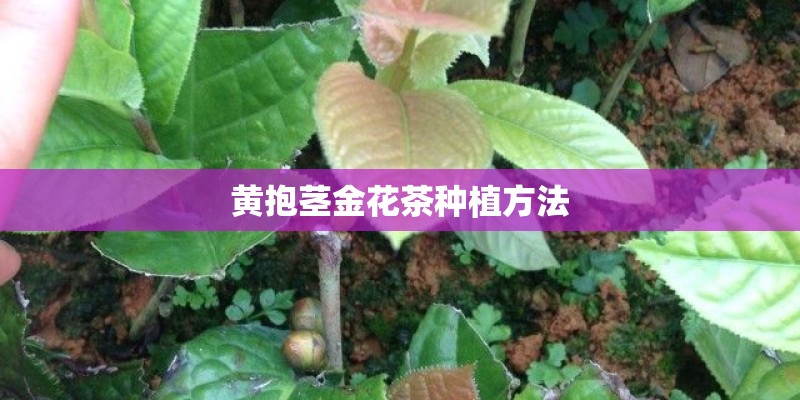 黄抱茎金花茶种植方法