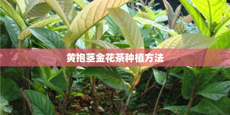 黄抱茎金花茶种植方法