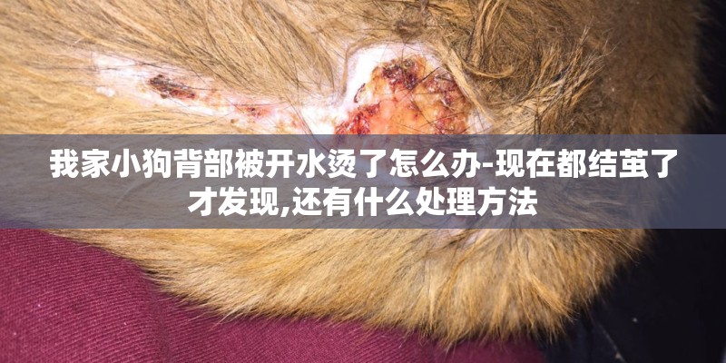 我家小狗背部被开水烫了怎么办-现在都结茧了才发现,还有什么处理方法