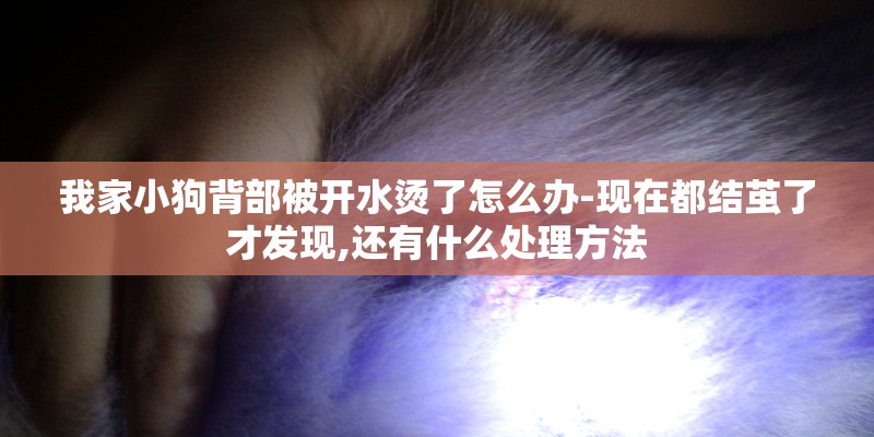 我家小狗背部被开水烫了怎么办-现在都结茧了才发现,还有什么处理方法