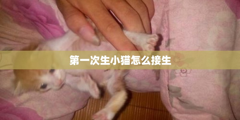 第一次生小猫怎么接生