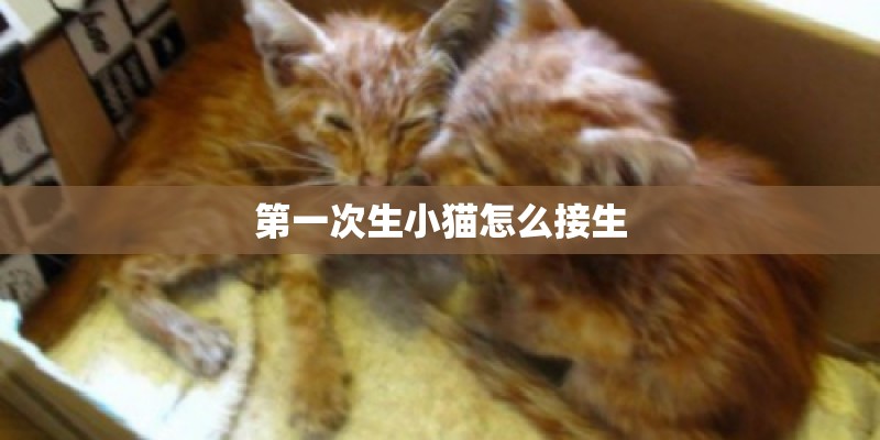 第一次生小猫怎么接生