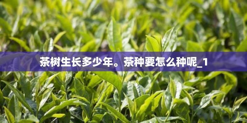 茶树生长多少年。茶种要怎么种呢_1