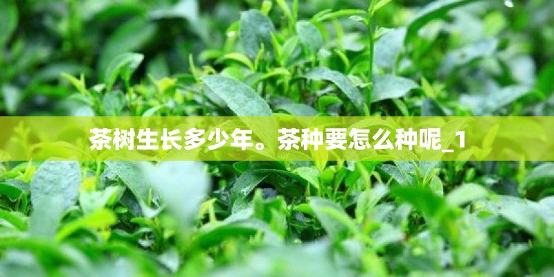 茶树生长多少年。茶种要怎么种呢_1