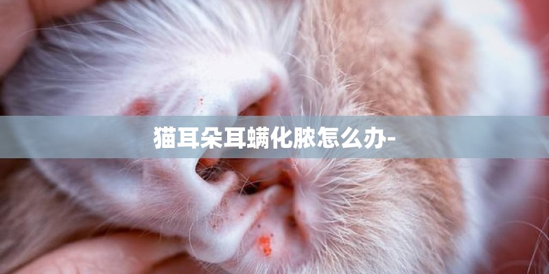 猫耳朵耳螨化脓怎么办-