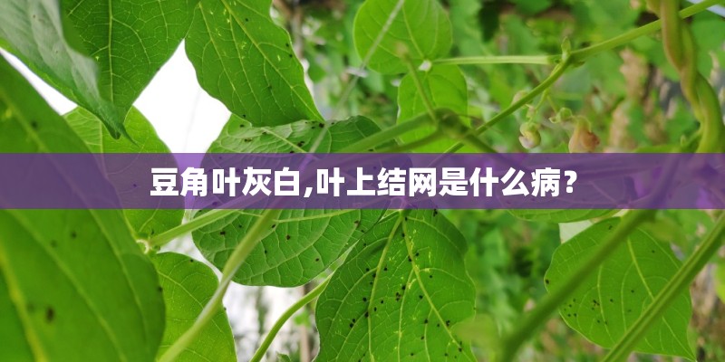 豆角叶灰白,叶上结网是什么病？