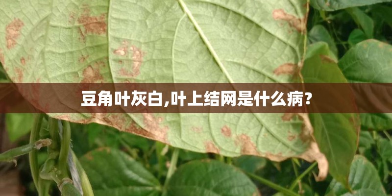 豆角叶灰白,叶上结网是什么病？