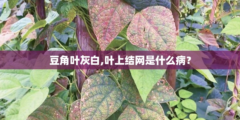 豆角叶灰白,叶上结网是什么病？