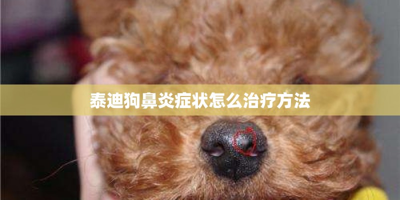 泰迪狗鼻炎症状怎么治疗方法