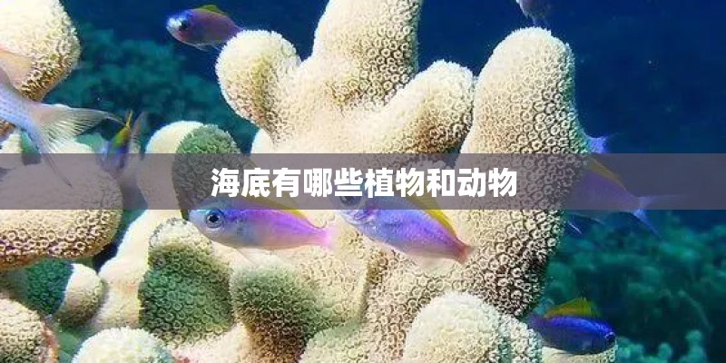 海底有哪些植物和动物